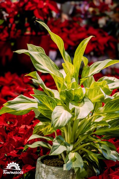 Plante d'intérieur Aglaonema Aqua Green aux feuilles luxuriantes pour un espace de vie sain et décoratif.